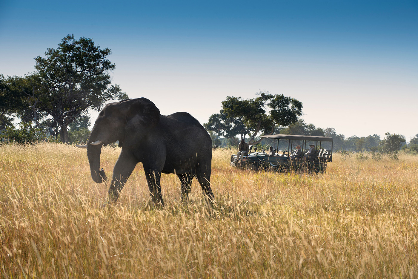 Safari na Extraordinária Botswana by andBeyond
